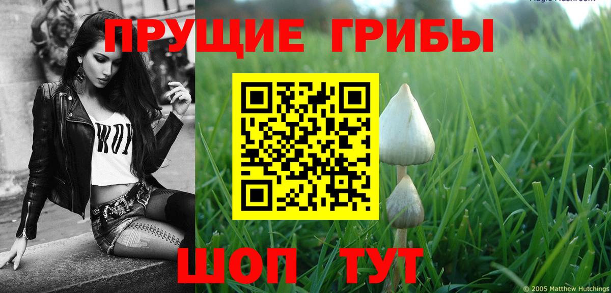 Псилоцибиновые грибы Cubensis Чайковский